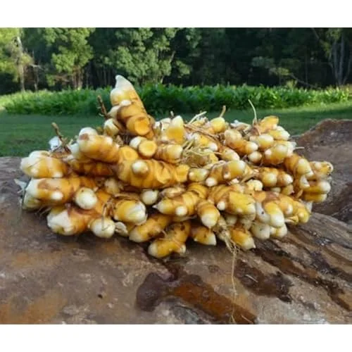 Fresh Turmeric Roots - 2 Lbs Yellow Turmeric Rhizomes - Ready to Plant