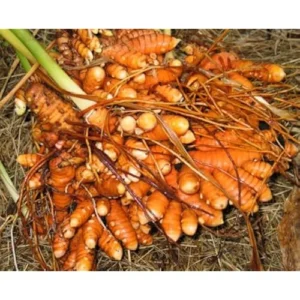 Fresh Turmeric Roots - 4 Lbs Wild Yellow Turmeric Tubers - Ready to Plant