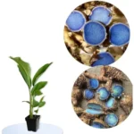 Fresh Turmeric Roots - 4 oz Black Turmeric Live Rhizomes for Planting