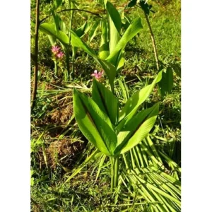 Fresh Turmeric Roots - 4 oz Black Turmeric Live Rhizomes for Planting
