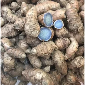 Fresh Turmeric Roots - 4 oz Black Turmeric Live Rhizomes for Planting