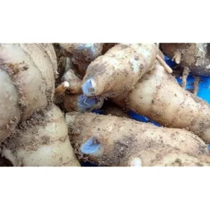 Fresh Turmeric Roots - 4 oz Black Turmeric Live Rhizomes for Planting