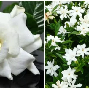 Frost Proof Gardenia Live Plant 7-10