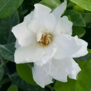 Frost Proof Gardenia Live Plant 7-10