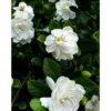 Frost Proof Gardenia Plant - 6 to 10 Inch, Double White Jasmine, Hardy & Fragrant