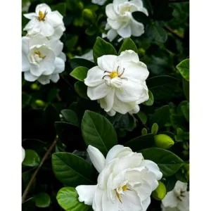 Frost Proof Gardenia Plant - 6 to 10 Inch, Double White Jasmine, Hardy & Fragrant