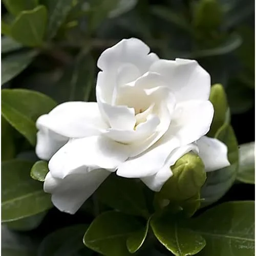 Frost Proof Gardenia Plant - 6 to 10 Inch, Double White Jasmine, Hardy & Fragrant