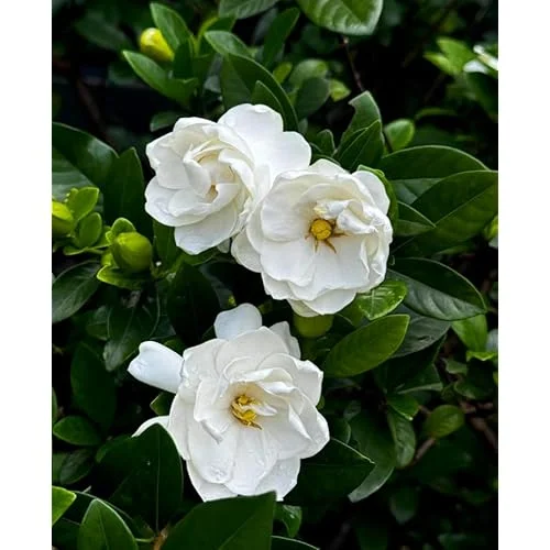 Frost Proof Gardenia Plant - 6 to 10 Inch, Double White Jasmine, Hardy & Fragrant