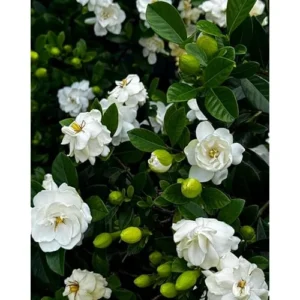 Frost Proof Gardenia Plant - 6 to 10 Inch, Double White Jasmine, Hardy & Fragrant