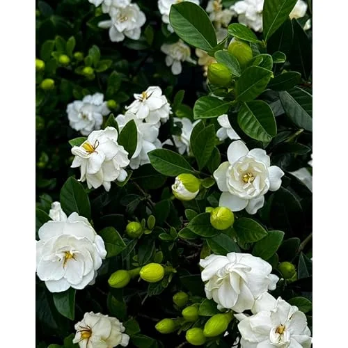 Frost Proof Gardenia Plant - 6 to 10 Inch, Double White Jasmine, Hardy & Fragrant