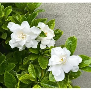 Frost Proof Gardenia Plant - 6 to 10 Inch, Double White Jasmine, Hardy & Fragrant