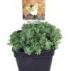 Frosted Blue Sedum Plant - 2.5" Pot - Low-Growing Perennial for Sun