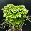 Frosty Fern Live Plant 4 inch Pot - Indoor Outdoor Home Garden Decor