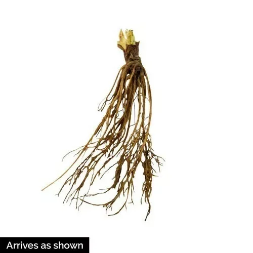 Ft. Laramie Everbearer Strawberry 10 Bare Root Plants - Red Fruit