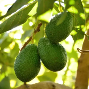 Grafted Avocado Tree – 1 Foot Tall Potted Fruit Tree