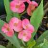 Fuchsia Crown of Thorns 7" Rooted Live Plant Medium Flowers Euphorbia