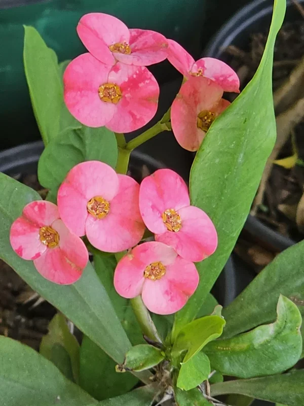 Fuchsia Crown of Thorns 7" Rooted Live Plant Medium Flowers Euphorbia