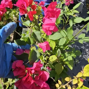 Fuchsia Hot Pink Bougainvillea Live Plant in 4