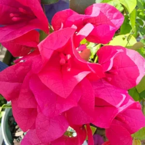 Fuchsia Hot Pink Bougainvillea Live Plant in 4