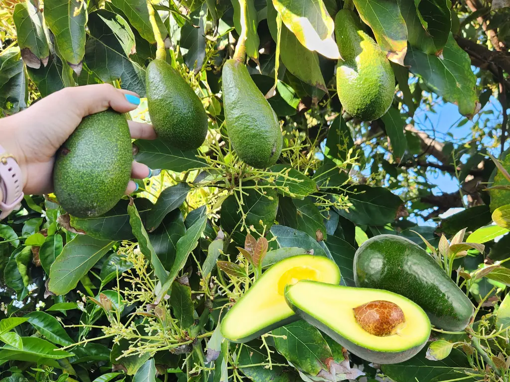 Fuerte Avocado