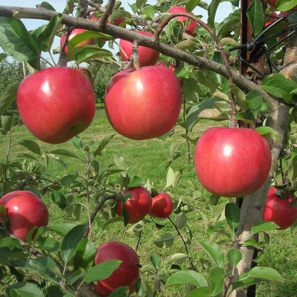 Fuji Apple Tree Bare-root 12-18 Inch Tall – Semi-dwarf Fruit Tree – Premium Quality Apple Tree for Home Garden