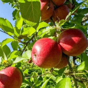 Fuji Apple Tree Bare-root 12-18 Inch Tall – Semi-dwarf Fruit Tree – Premium Quality Apple Tree for Home Garden