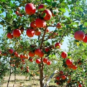 Fuji Apple Tree Bare-root 12-18 Inch Tall – Semi-dwarf Fruit Tree – Premium Quality Apple Tree for Home Garden