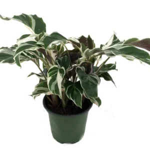 Fusion White Peacock Plant – Calathea House Plant, 4 Inch Pot with Variegated Leaves