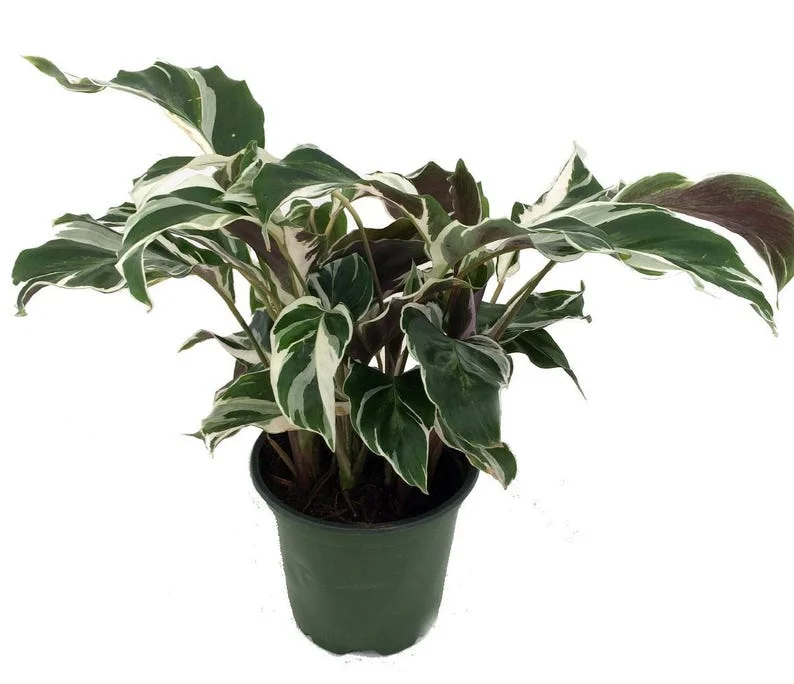 Fusion White Peacock Plant – Calathea House Plant, 4 Inch Pot with Variegated Leaves