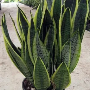 Futura Snake Plant - Sansevieria in 4