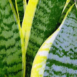 Futura Snake Plant - Sansevieria in 4