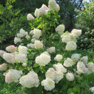 Alternative view of Hydrangea Paniculata 'Silver Dollar' - Starter Plant 5-7 Inch - White Blooms
