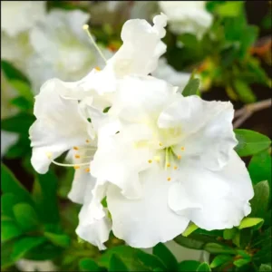 Azalea White Live Plant for Planting 10