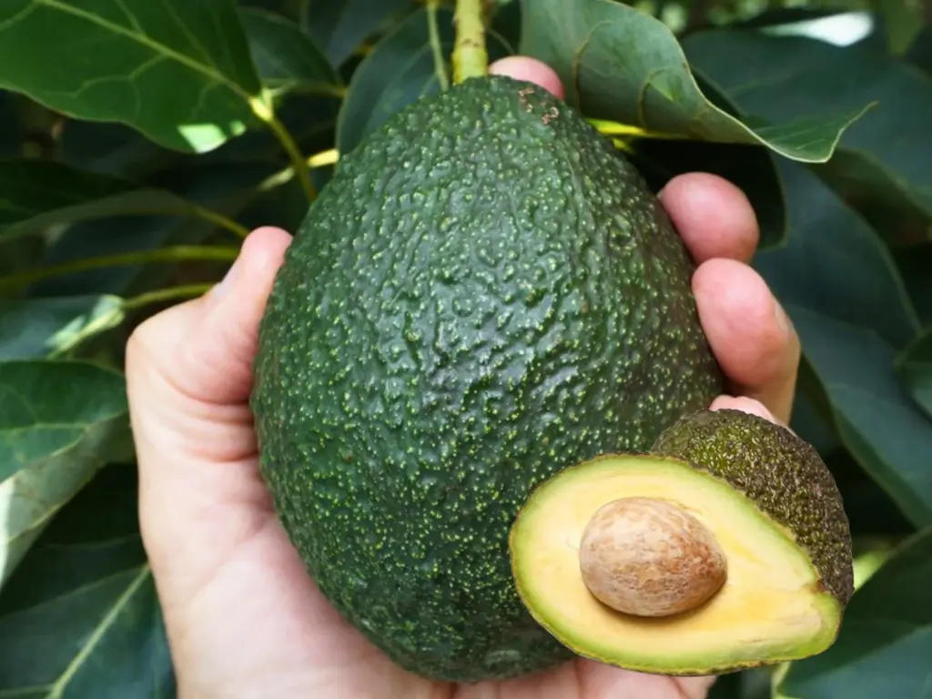 GEM Avocado