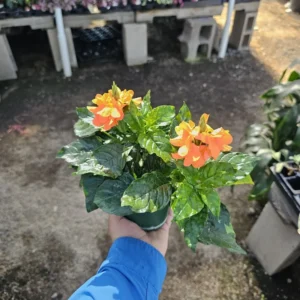 Crossandra Orange Marmalade Live Plant 4