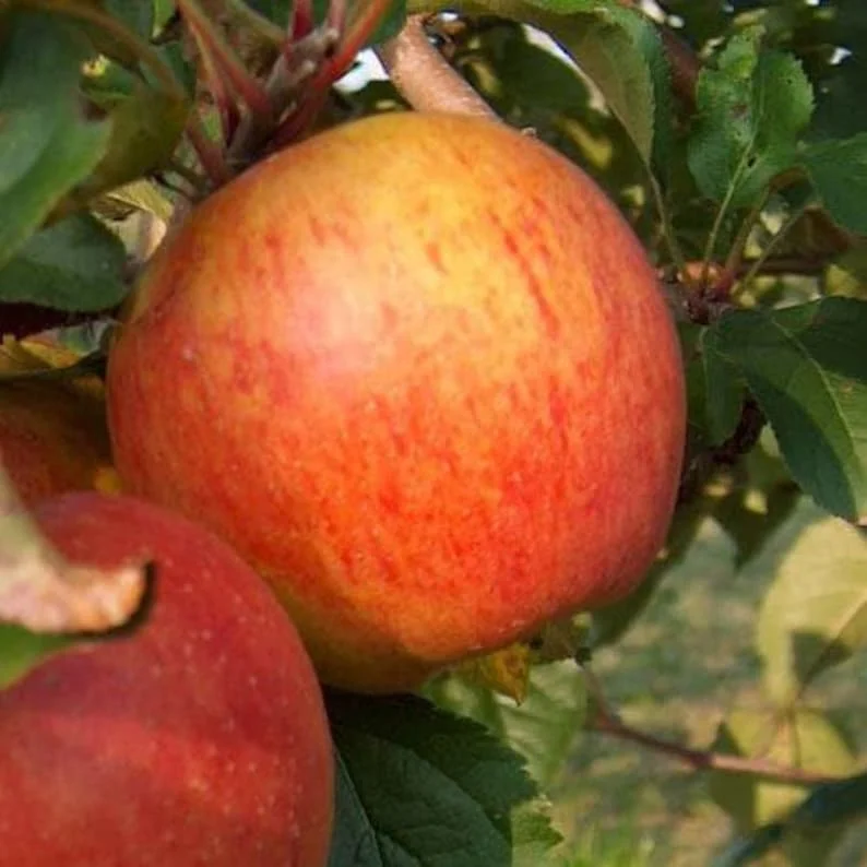 Gala Apple Tree Gallon Pot 24' Height | Sweet, Juicy, Versatile Fruit Tree