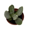 Gandalf Jade Succulent - Crassula Plant in 2.5" Pot – Easy Care Indoor Plant