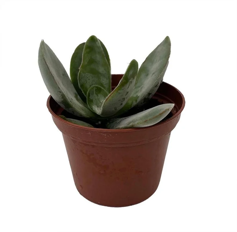 Gandalf Jade Succulent - Crassula Plant in 2.5" Pot – Easy Care Indoor Plant