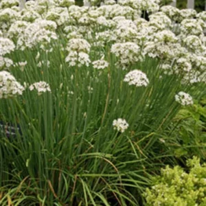Garlic Chives Live 4 Inch Plant – Edible Leaves, Fragrant White Flowers, Allium tuberosum