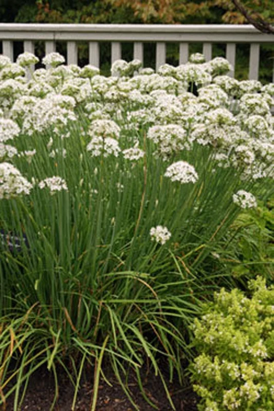 Garlic Chives Live 4 Inch Plant – Edible Leaves, Fragrant White Flowers, Allium tuberosum