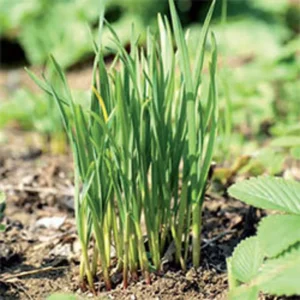 Garlic Chives Live 4 Inch Plant – Edible Leaves, Fragrant White Flowers, Allium tuberosum