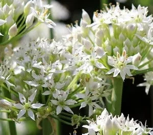 Garlic Chives Live 4 Inch Plant – Edible Leaves, Fragrant White Flowers, Allium tuberosum