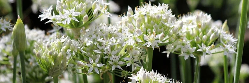 Garlic Chives Live 4 Inch Plant – Edible Leaves, Fragrant White Flowers, Allium tuberosum