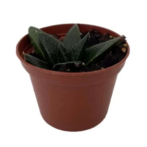 Gasterhaworthia Hybrid Hippo Succulent - 2.5 Inch Pot Live House Plant