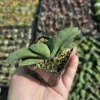 Gasteria glomerata Ox Tongue Plant - Small Succulent 2in Pot