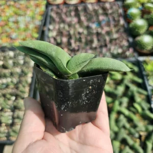 Gasteria glomerata Ox Tongue Plant - Small Succulent 2in Pot