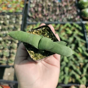 Gasteria glomerata Ox Tongue Plant - Small Succulent 2in Pot