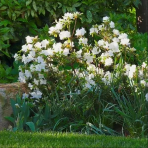Azalea White Live Plant for Planting 10