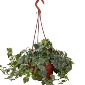 Gertrude Strauss English Ivy Hedera – Indoor Plant 6