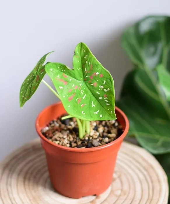 Giant Caladium Bulb - Tricolor Green Pink Red - Large Premium Tuber for Planting